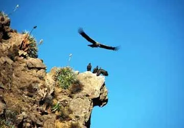 Endangered Andean Condor, Colca Canyon, Arequipa