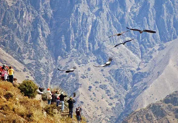Endangered Andean Condor, Colca Canyon, Arequipa