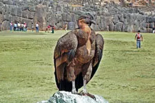 Cover. Andean Condor at Sacsayhuaman Fortress, Cusco
