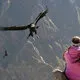 Mini. Andean Condor watching in Arequipa, Peru