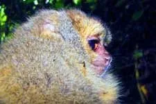 Cover Photo. A newly discovered night monkey in Peru.