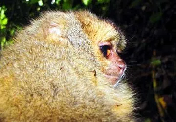 A newly discovered, unnamed, night monkey in Peru.