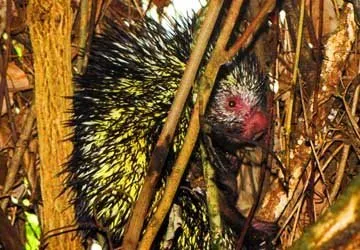 A unique and newly discovered porcupine species.