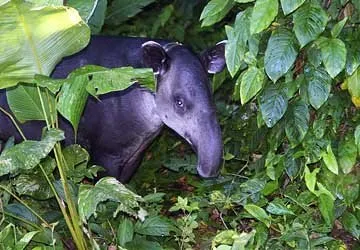 The rare and endangered Woolly Tapir in the Sanctuary.