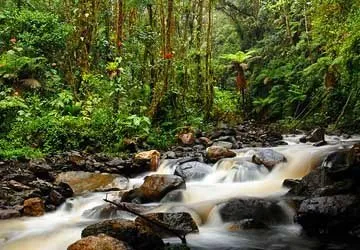 A stream and lush vegetation in Tabaconas Namballe in Peru.