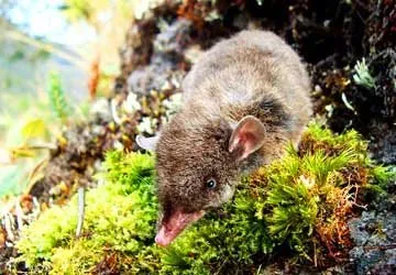 A new species of Commn Shrew Opposum found in Peru.