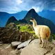 Mini Cover Photo. Llama overlooking Machu Picchu in Peru.