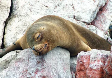 Seal on the Ballestas Islands in Paracas National Park