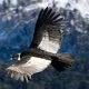 Inca World Travel