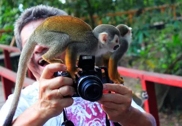 Friendly monkey in the Peruvian Amazon