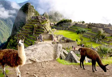 The resident llamas of Machu Picchu archeological complex