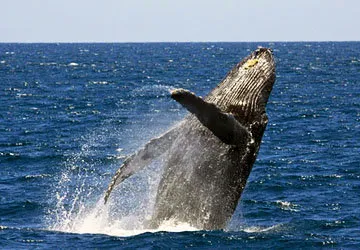 Migrating humpback whale off of the northern coast of Peru