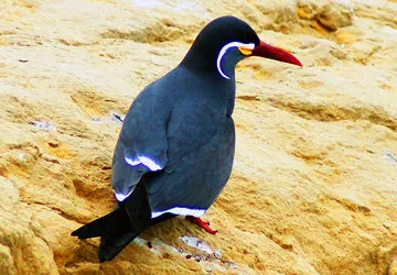 An Inca tern rests on the rocky outcrops at Los ÃƒÂ“rganos