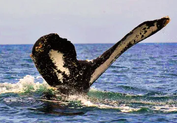 Humpback whale diving into the water