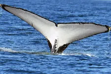 Cover. Humpback Whale at Los Organos in Piura Peru