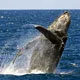 Mini. Migrating humpback whale in Peru
