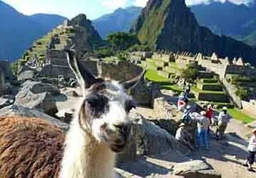 Una llama fotogenica en Machu Picchu-Cusco