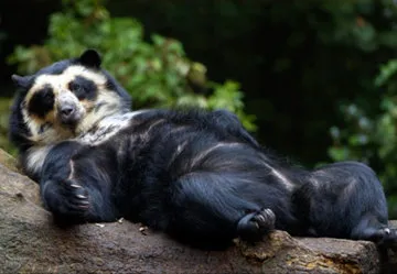 Endangered Spectacled Bear in Peru