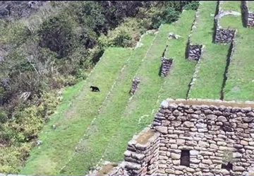 Spectacled Bear in Machu Picchu, Peru