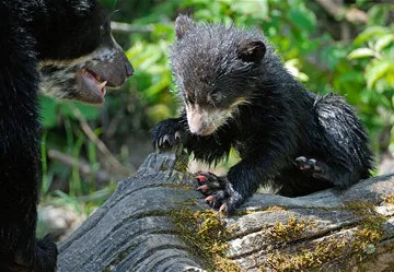 Spectacled Bear in Machu Picchu, Peru