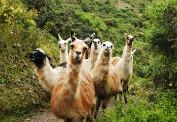 Inca Trail to Machu Picchu Ruins in Peru