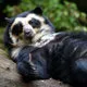 Mini. Endangered spectacled bear in Peru.