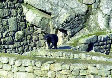 Cover. Spectacled bear at Machu Picchu Ruins in Peru