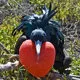 Mini Cover. Magnificent Frigatebird found in coastal Peru.