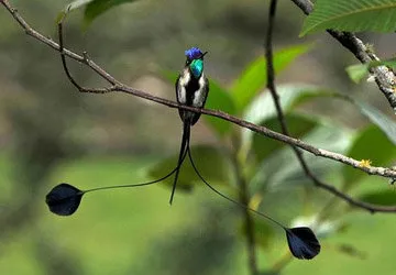 The Marvelous Spatuletail is found in Cajamarca, north Peru