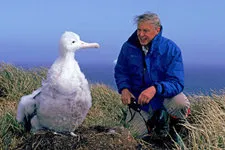 El albatros viajero  de las costas de Perú