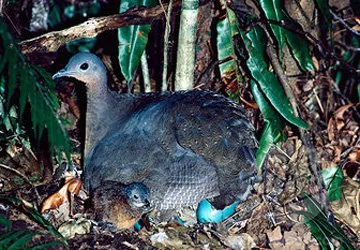 La perdiz de los andes de Perú