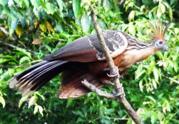 El shansho de la amazonia de Perú