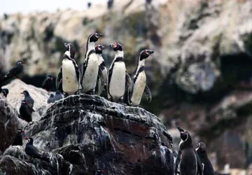 Los pinguinos de Humboldt, zonas costeras de Perú