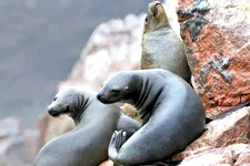 Leones marinos en las Islas Ballestas