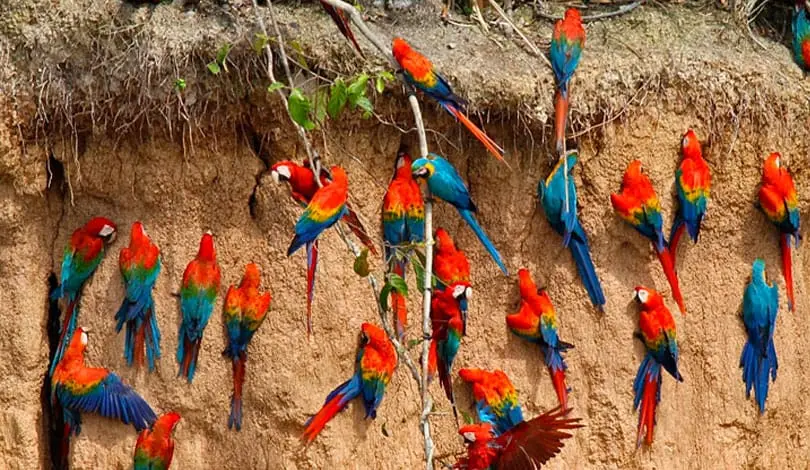 Collpa de loros