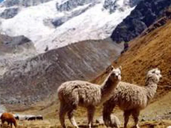 Inca World Travel