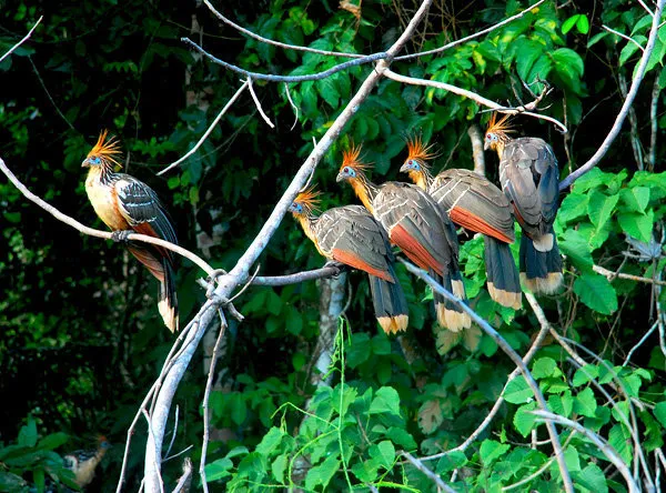 birds of madidi