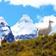 Llamas pastando en el navado Tuni Pico