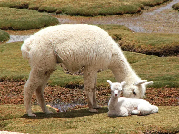 Tour campiñas Arequipa