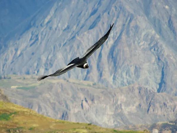 Caminata Colca