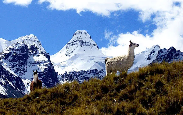 Tuni pico Austria
