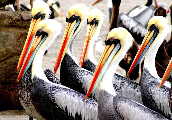 Islas Ballestas