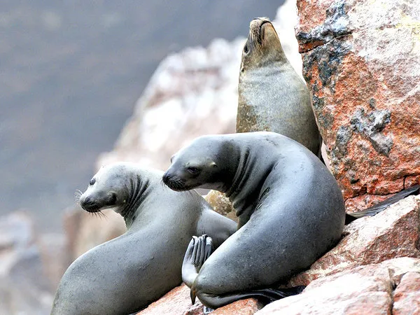Islas Ballestas