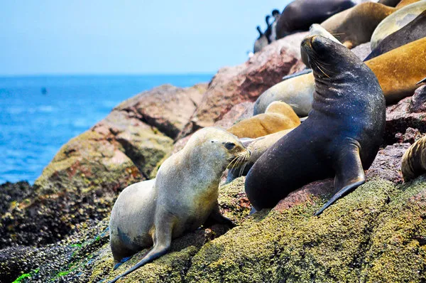 Reserva Paracas