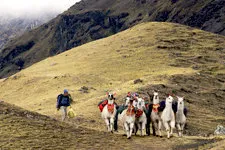 Llamas carrying packs outside of Cusco, Peru, for the Lares 