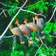 Colorful tropical birds in the Madidi Rainforest near Rurren