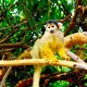 Monkey in the tropical jungle near Rurrenabaque Bolivia