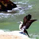 Pelican landing on the beach of Paracas Reserve in Ica Peru.