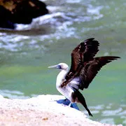 Cover Photo. Pelican on the Paracas Reserve beach in Ica, Pe