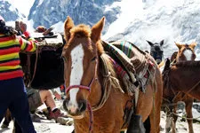 Team of pack horses for the Salkantay trek to Machu Picchu